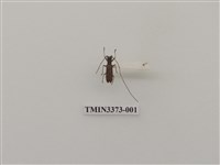 藏品(高砂白天牛)的圖片